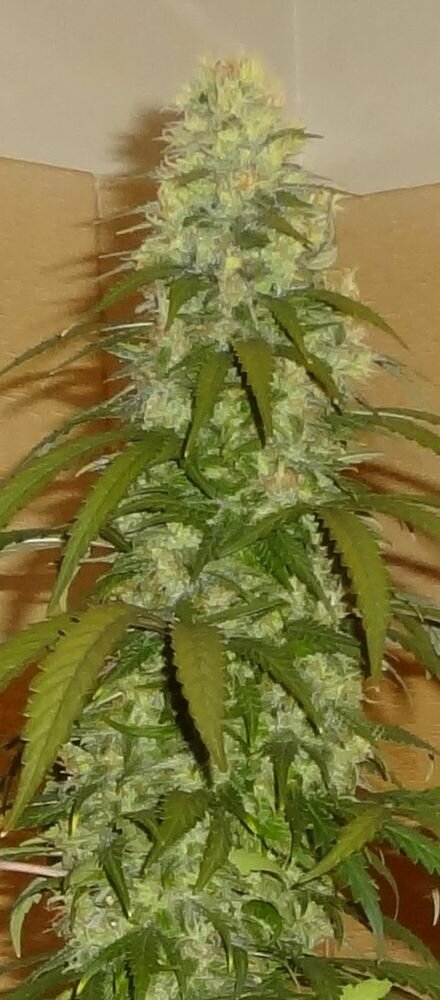 Marijuana Seedbanks