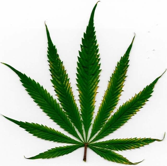 Marijuana Leaf - Heat Stress