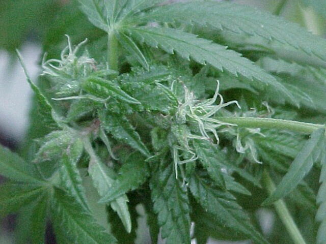 Photograph of female marijuana.