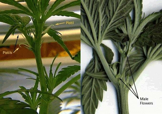 The kinds of marijuana plants, male female.