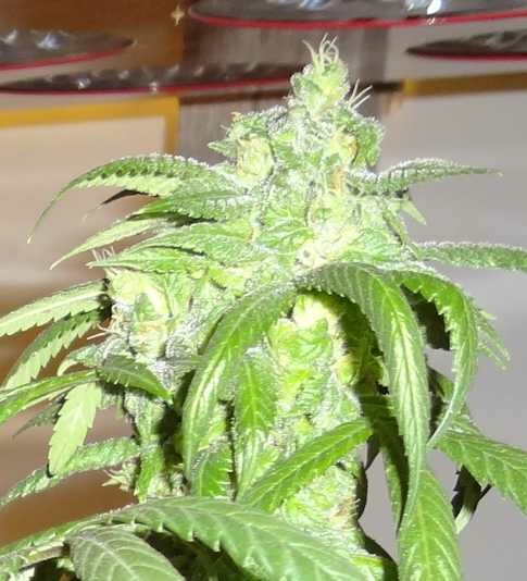 2014 kush marijuana