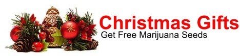 Free marijuana seeds for Christmas gifts.