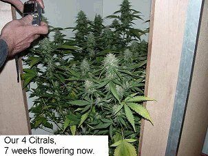 Four_Citral_Plants_7_Weeks