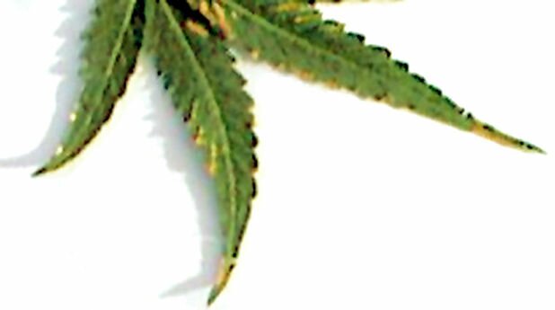 Marijuana Plant Abuse - Nutrient Solution Burn