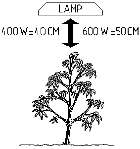 lamp1