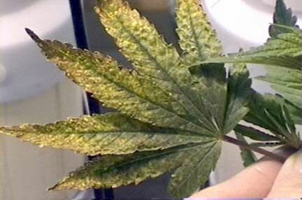 Marijuana Plant Abuse - Over Fertilization